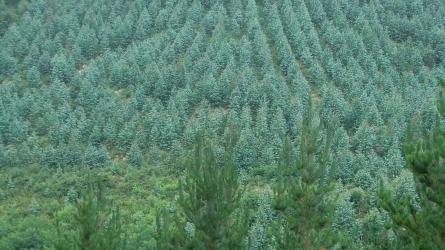 Análisis profundo y completo de las plantaciones de eucalipto