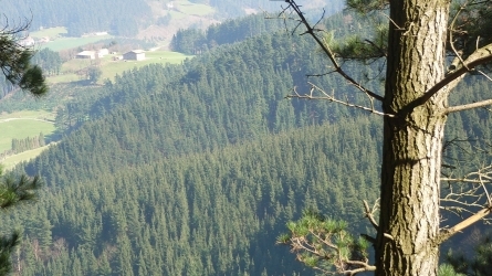 Plantaciones forestales con coníferas: ¿qué posibilidades hay?