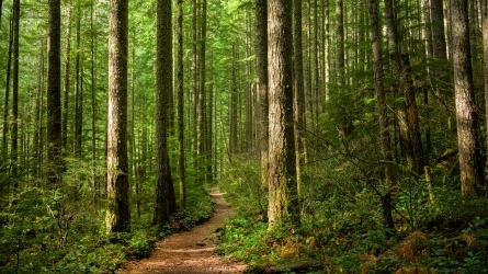 Mercados de carbono basados en la Gestión Forestal Sostenible